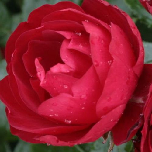 Online rózsa kertészet - virágágyi floribunda rózsa - vörös - Rosa Milano® - közepesen intenzív illatú rózsa - Tim Hermann Kordes - ,-